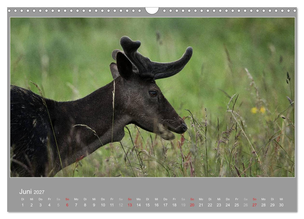 ÖLAND - Besuch im etwas anderen Schweden 2027 (CALVENDO Wandkalender 2027)