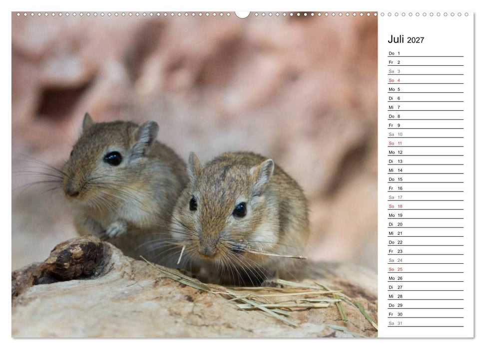 Mausebande (CALVENDO Premium Wandkalender 2027)