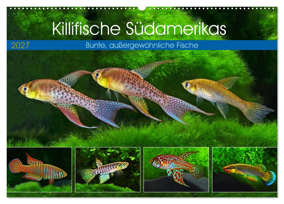Killifische Südamerikas (CALVENDO Wandkalender 2027)