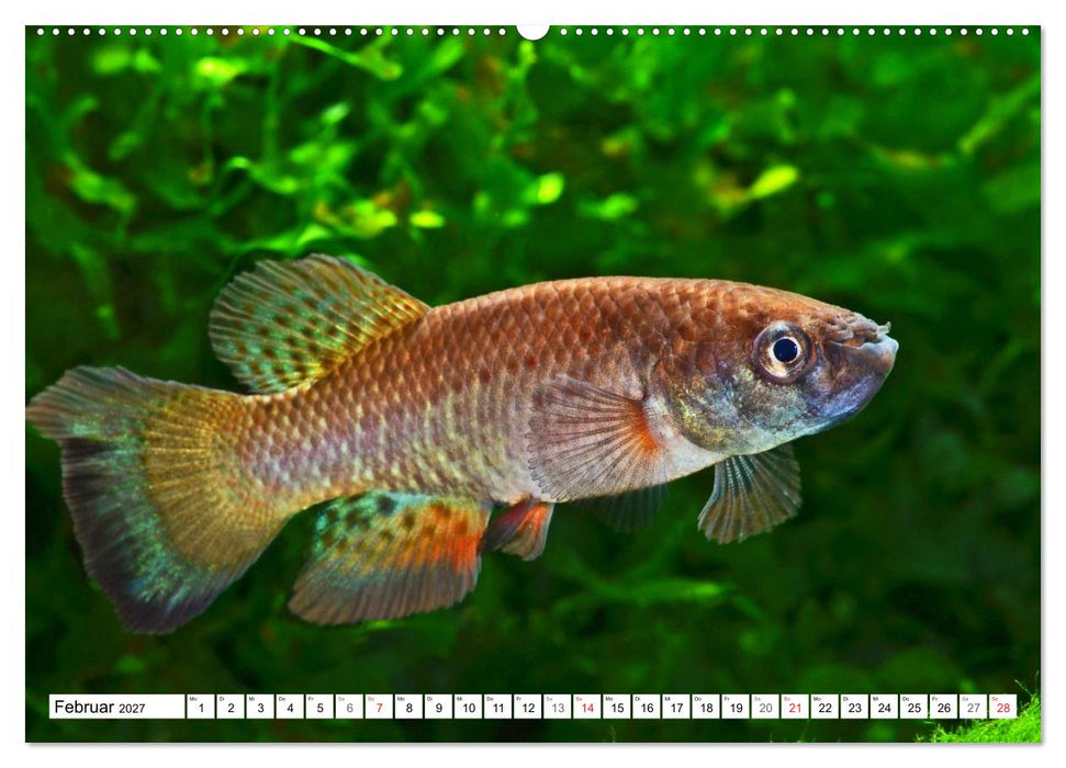 Killifische Südamerikas (CALVENDO Wandkalender 2027)