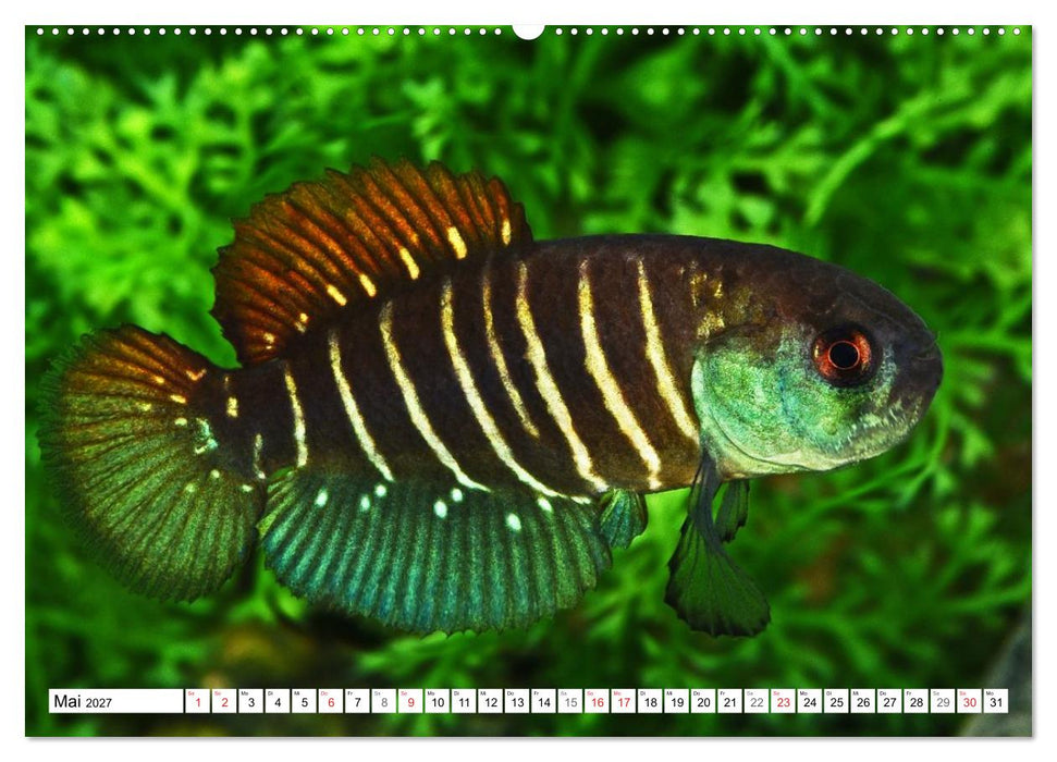 Killifische Südamerikas (CALVENDO Wandkalender 2027)