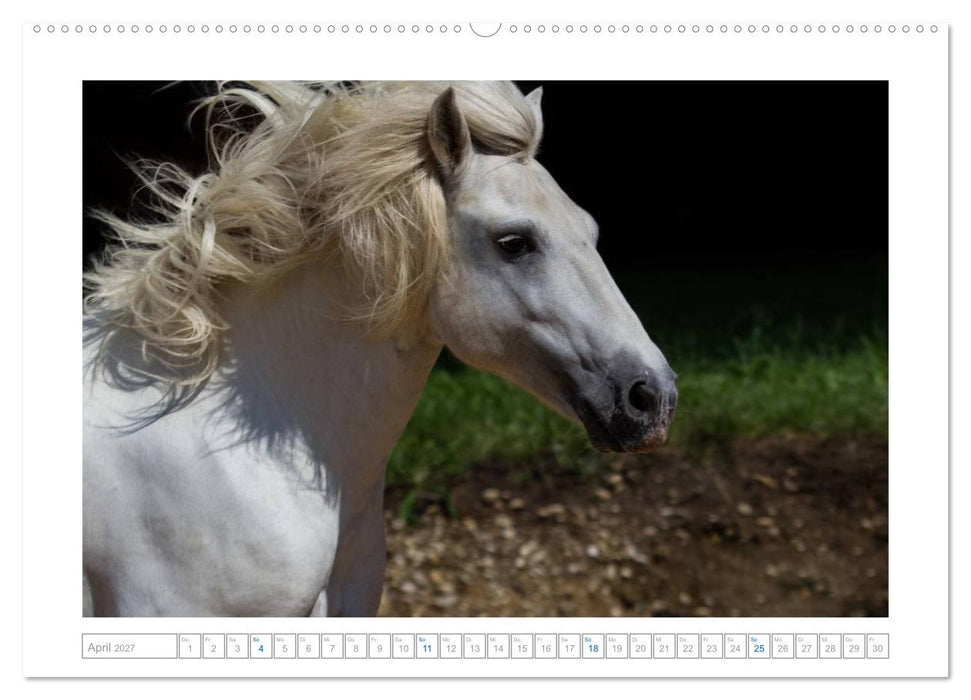 Weiße Pferde der Camargue in Bayern (CALVENDO Premium Wandkalender 2027)