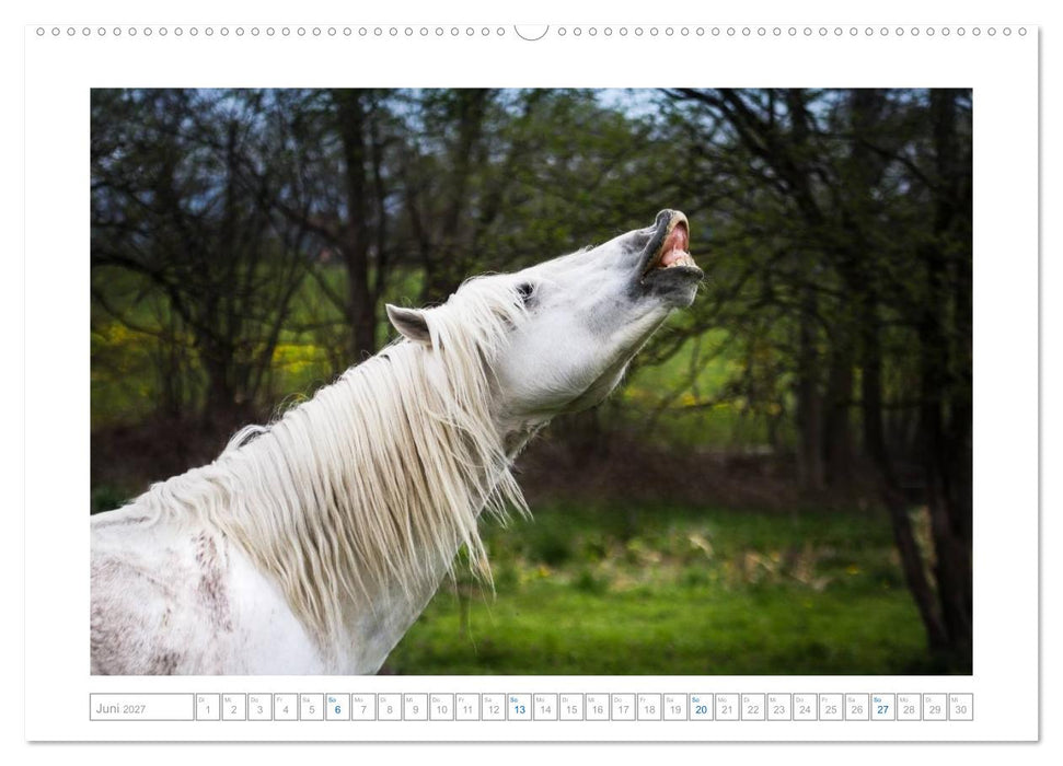 Weiße Pferde der Camargue in Bayern (CALVENDO Premium Wandkalender 2027)