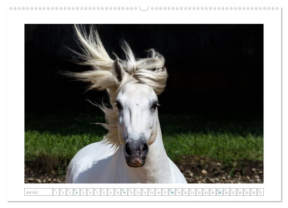 Weiße Pferde der Camargue in Bayern (CALVENDO Premium Wandkalender 2027)