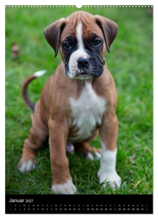 Deutsche Boxer Babys... (CALVENDO Premium Wandkalender 2027)