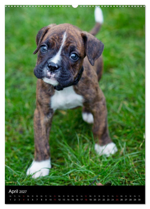 Deutsche Boxer Babys... (CALVENDO Premium Wandkalender 2027)