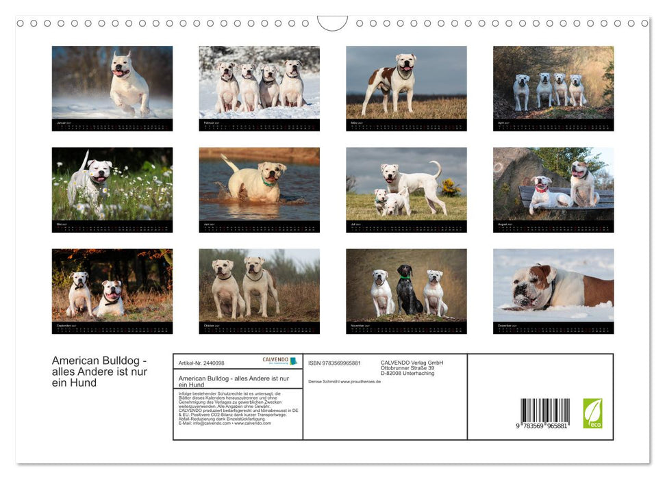 American Bulldog - alles Andere ist nur ein Hund (CALVENDO Wandkalender 2027)
