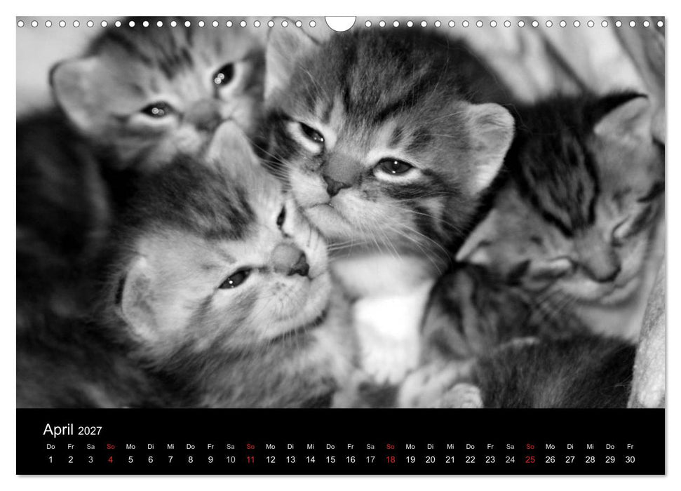 geliebte Katzen - auf Samtpfoten durchs Jahr (CALVENDO Wandkalender 2027)