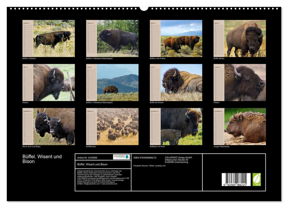 Büffel. Wisent und Bison (CALVENDO Premium Wandkalender 2027)