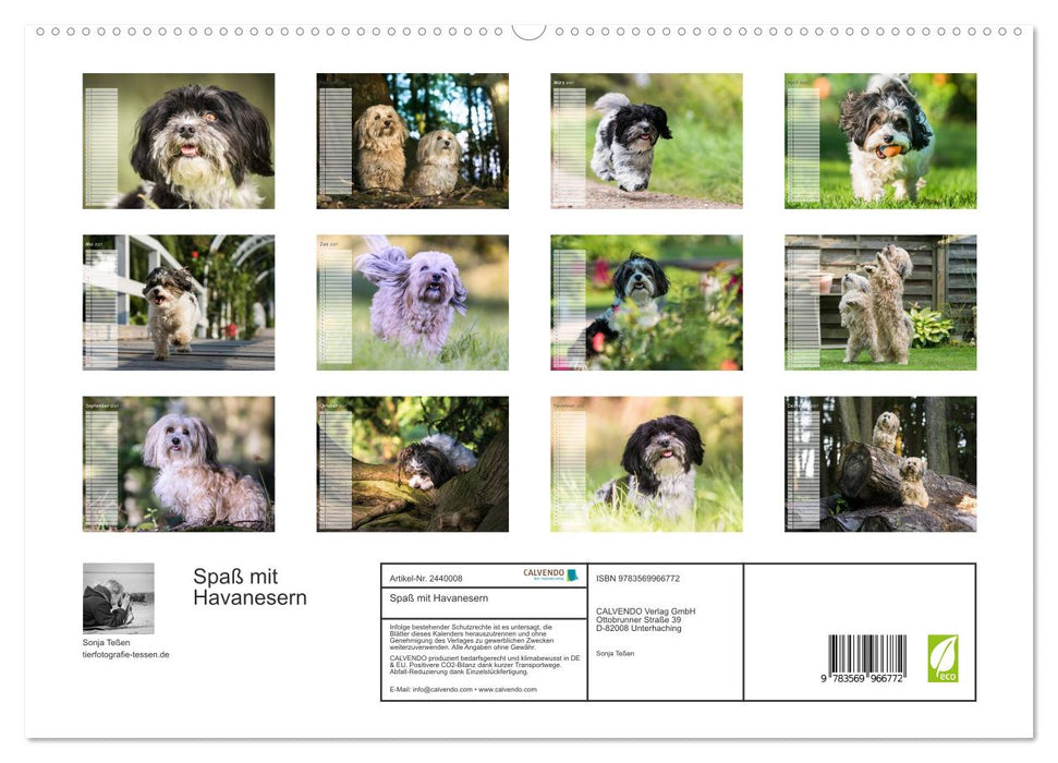 Spaß mit Havanesern (CALVENDO Premium Wandkalender 2027)