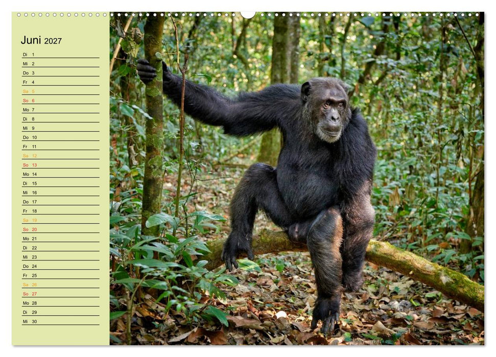 Ugandas wilde Menschenaffen (CALVENDO Premium Wandkalender 2027)