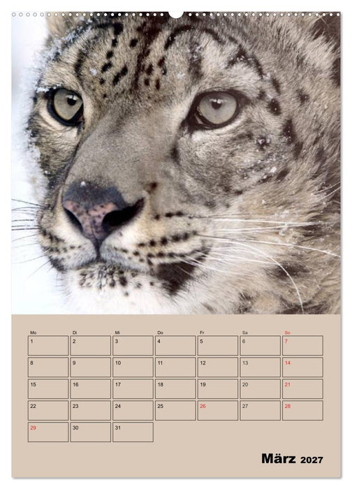 Großkatzen. Raubkatzengesichter (CALVENDO Wandkalender 2027)