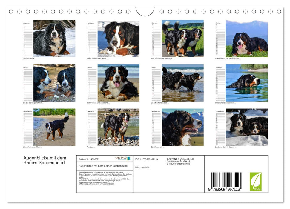 Augenblicke mit dem Berner Sennenhund (CALVENDO Wandkalender 2027)