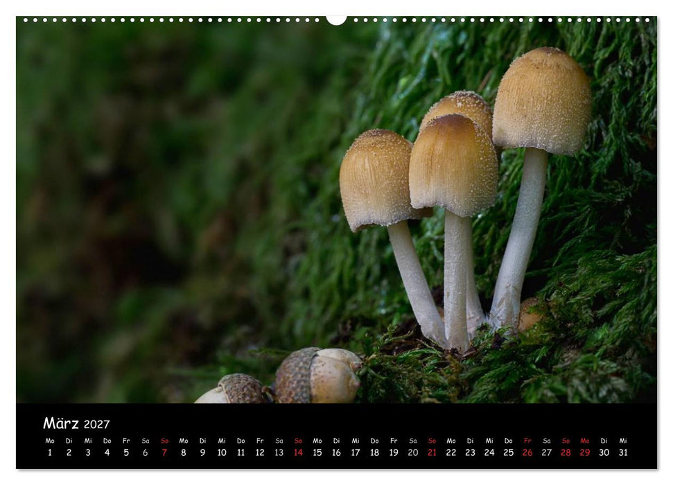 Pilzgalerie (CALVENDO Wandkalender 2027)