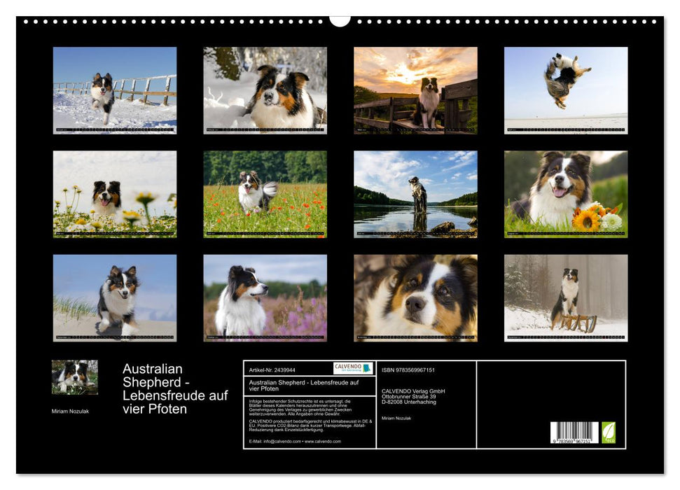 Australian Shepherd - Lebensfreude auf vier Pfoten (CALVENDO Wandkalender 2027)