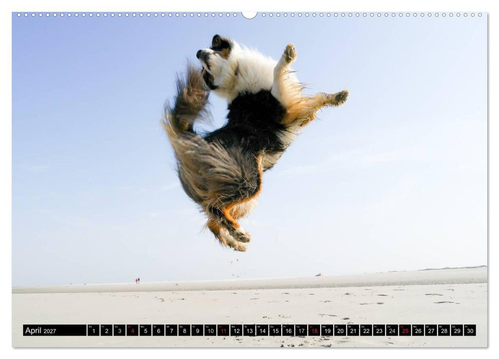 Australian Shepherd - Lebensfreude auf vier Pfoten (CALVENDO Wandkalender 2027)