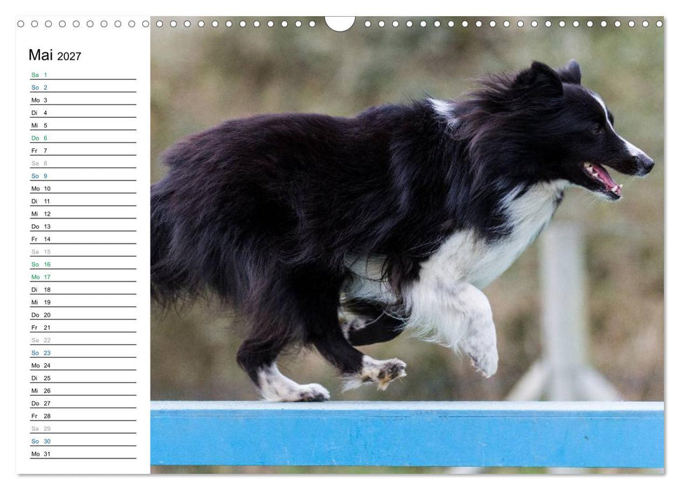 Agility - Sport und Spass (CALVENDO Wandkalender 2027)