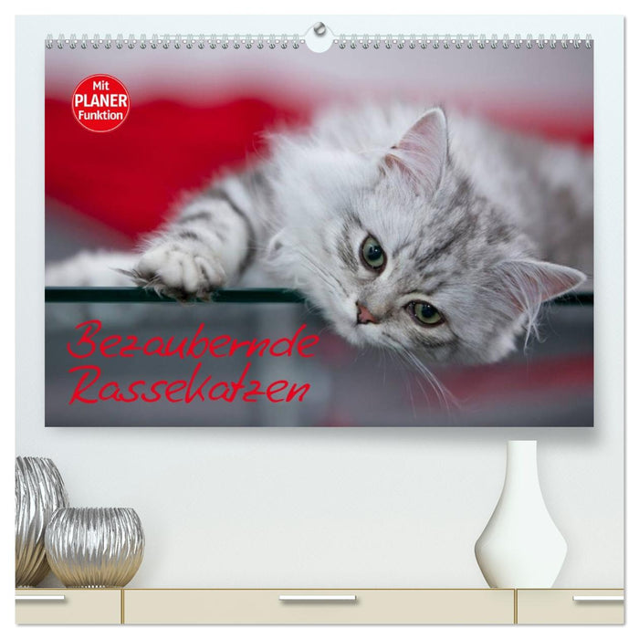 Bezaubernde Rassekatzen (CALVENDO Premium Wandkalender 2027)
