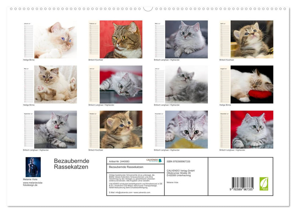 Bezaubernde Rassekatzen (CALVENDO Premium Wandkalender 2027)