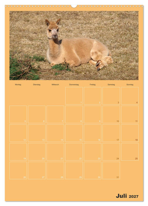 Alpakas zum Verlieben (CALVENDO Premium Wandkalender 2027)