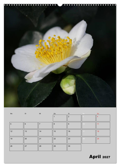 Kamelien Lichtblicke in der dunklen Jahreszeit (CALVENDO Wandkalender 2027)