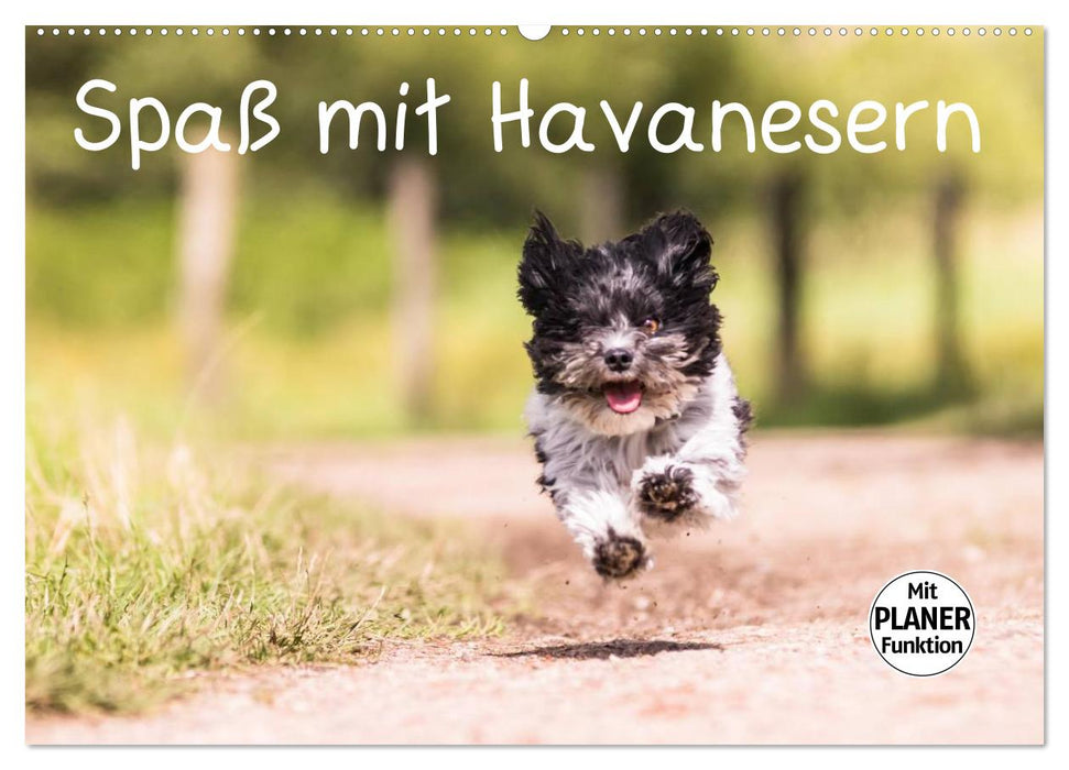 Spaß mit Havanesern (CALVENDO Wandkalender 2027)