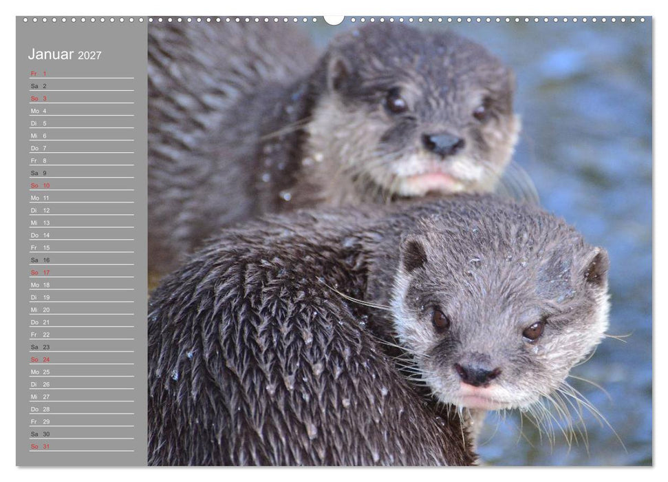 Otter. Frech, laut und clever (CALVENDO Wandkalender 2027)