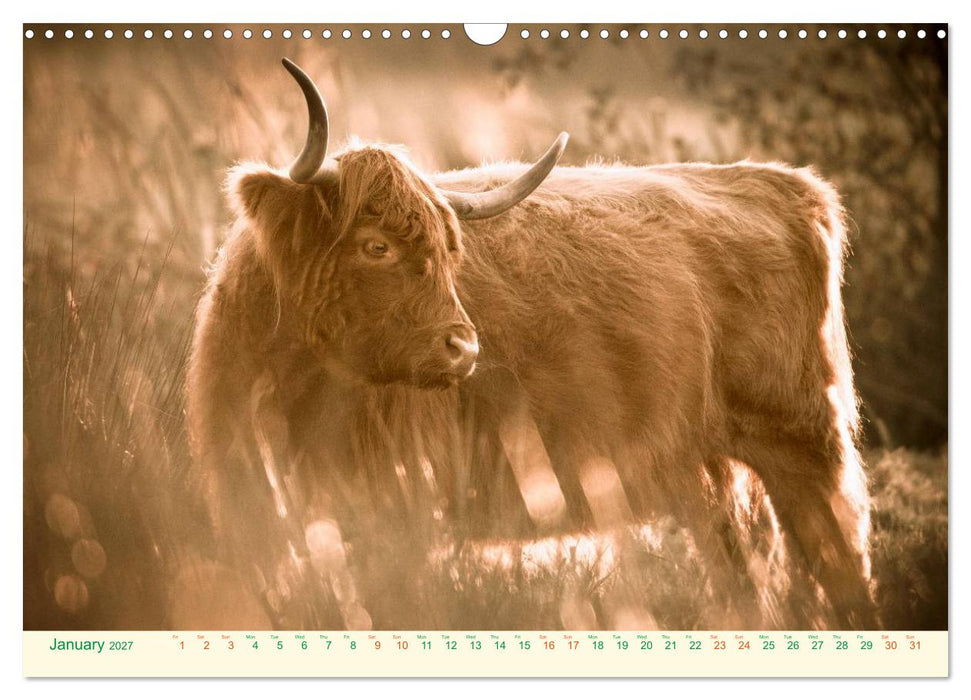The Hairy Cow Calendar (CALVENDO Monthly Calendar 2027)