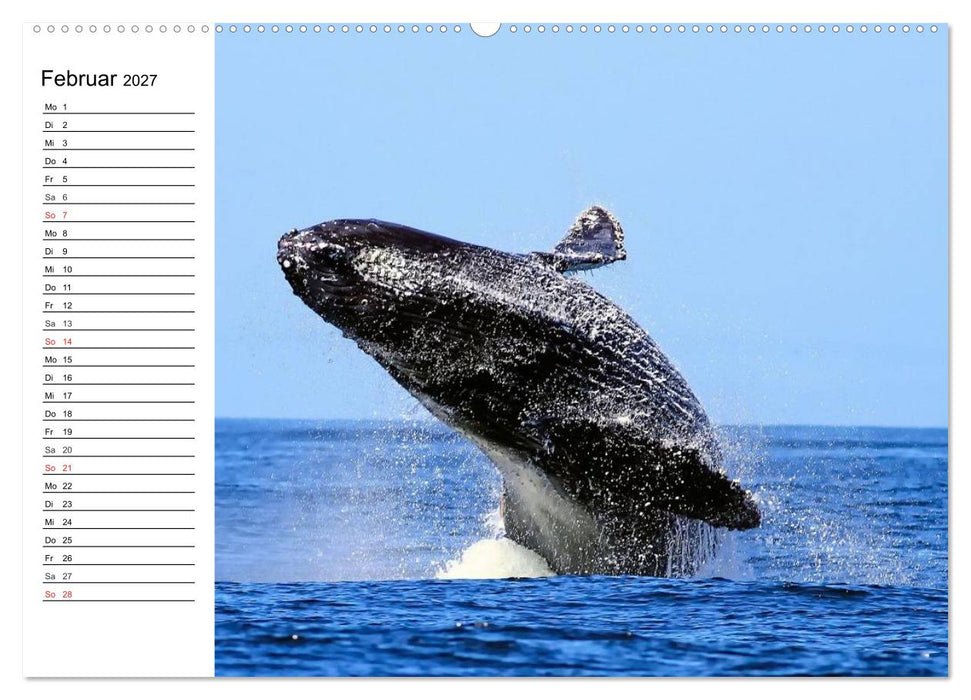 Wale. Kolosse der Meere (CALVENDO Wandkalender 2027)