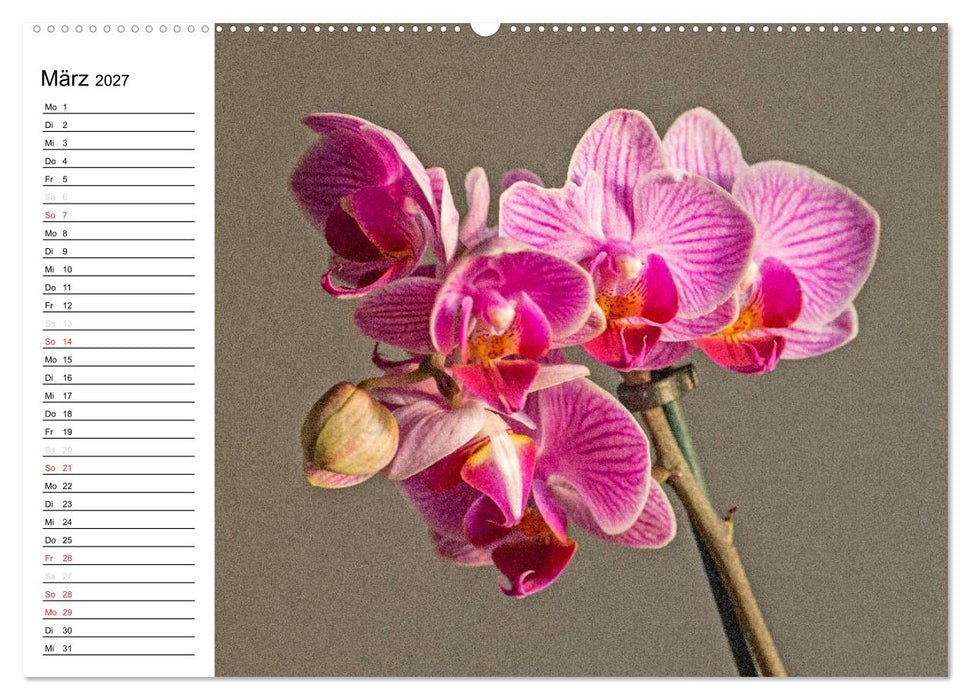 Blütenzauber Orchideen (CALVENDO Premium Wandkalender 2027)