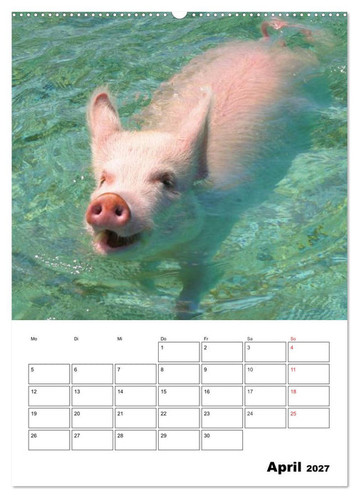 Schweine auf den Bahamas! (CALVENDO Premium Wandkalender 2027)
