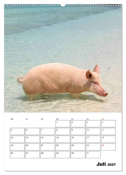 Schweine auf den Bahamas! (CALVENDO Premium Wandkalender 2027)