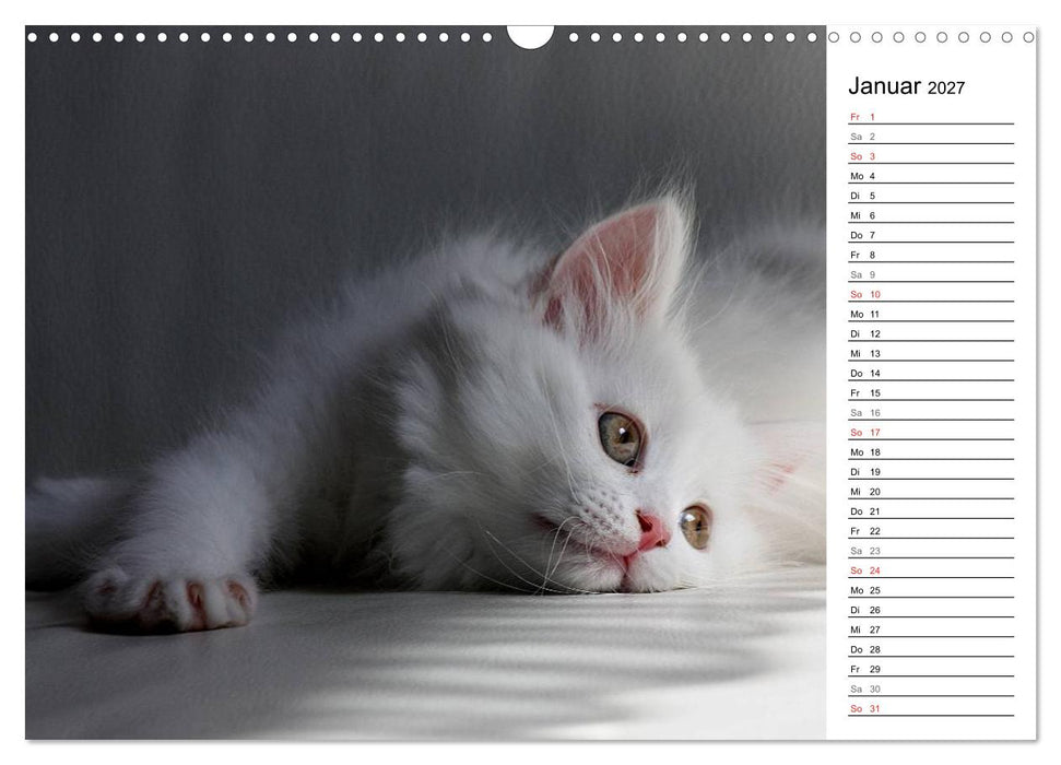 Aus der Kinderstube der Perserkatze (CALVENDO Wandkalender 2027)