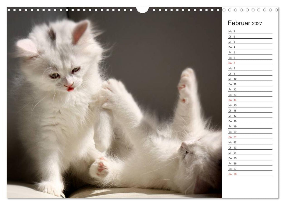 Aus der Kinderstube der Perserkatze (CALVENDO Wandkalender 2027)