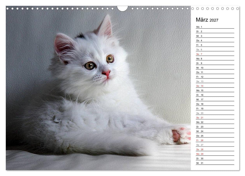 Aus der Kinderstube der Perserkatze (CALVENDO Wandkalender 2027)