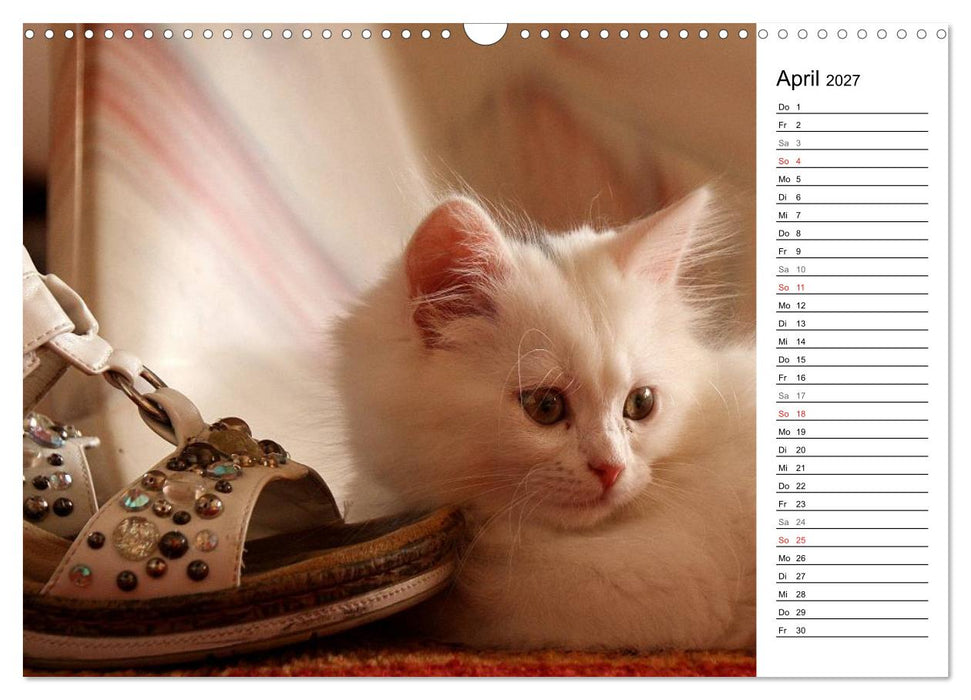 Aus der Kinderstube der Perserkatze (CALVENDO Wandkalender 2027)