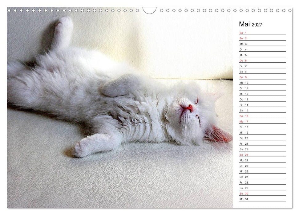 Aus der Kinderstube der Perserkatze (CALVENDO Wandkalender 2027)