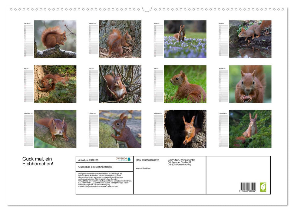 Guck mal, ein Eichhörnchen! (CALVENDO Wandkalender 2027)