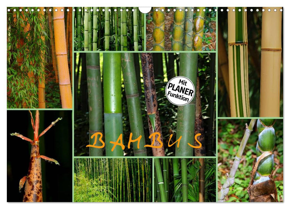 BAMBUS (CALVENDO Wandkalender 2027)