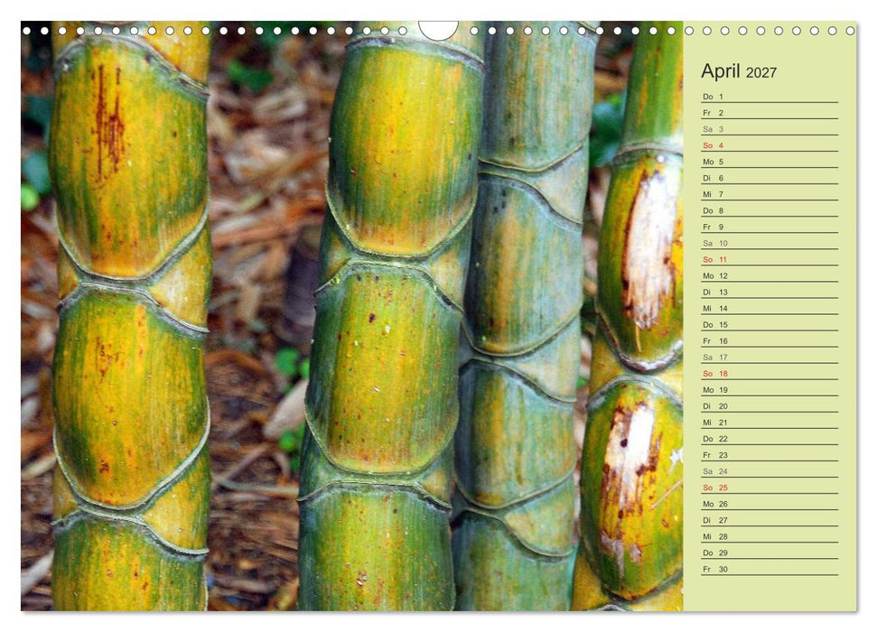 BAMBUS (CALVENDO Wandkalender 2027)