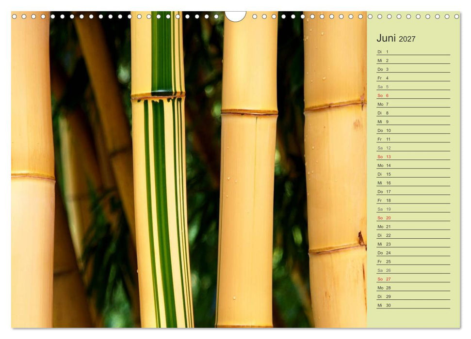 BAMBUS (CALVENDO Wandkalender 2027)