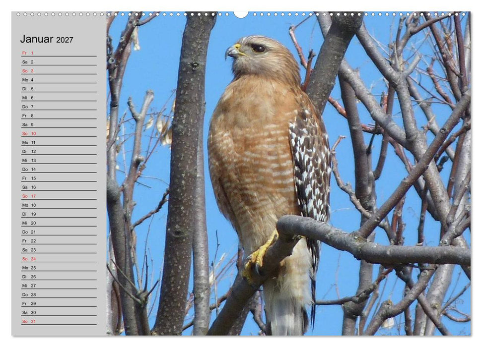 Falken und Greifvögel - Edle Jäger (CALVENDO Premium Wandkalender 2027)