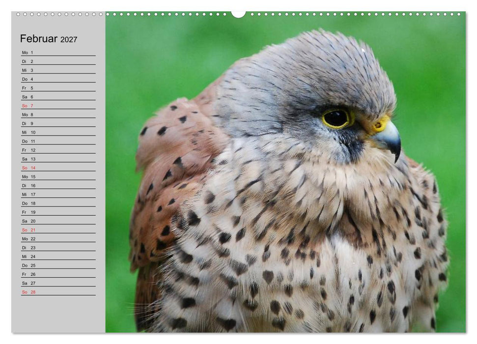 Falken und Greifvögel - Edle Jäger (CALVENDO Premium Wandkalender 2027)