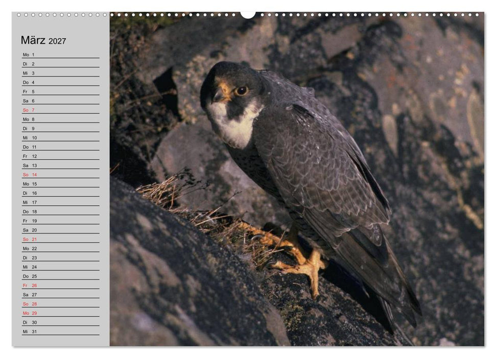 Falken und Greifvögel - Edle Jäger (CALVENDO Premium Wandkalender 2027)