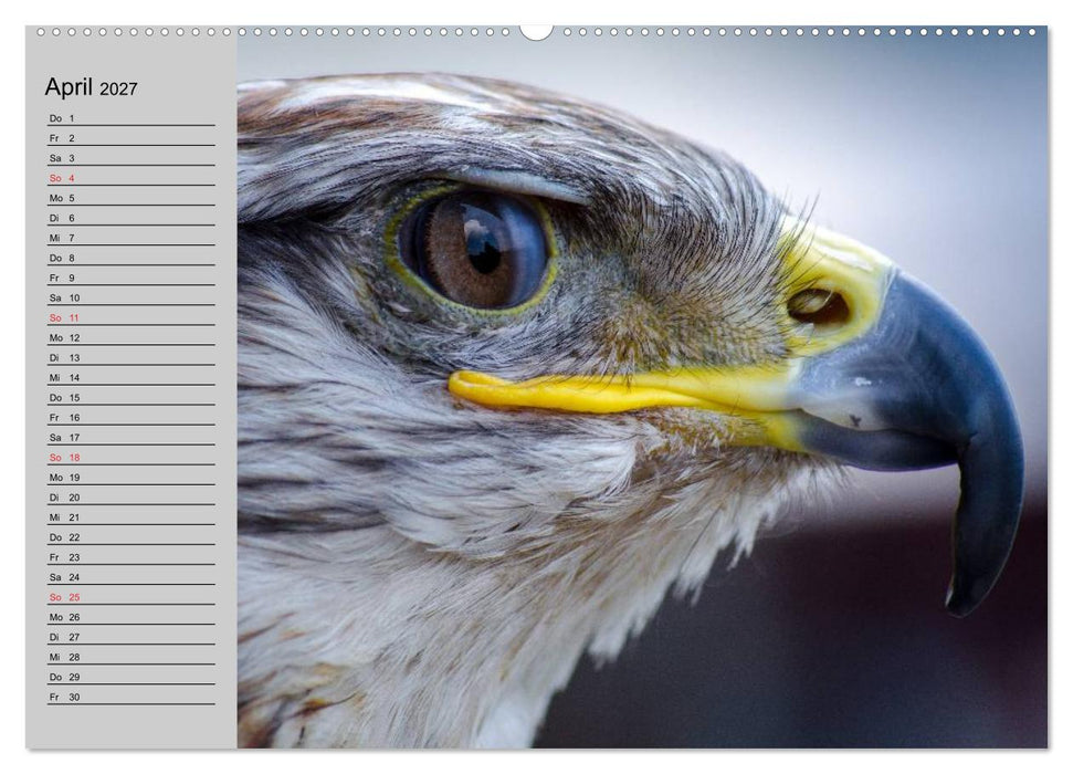 Falken und Greifvögel - Edle Jäger (CALVENDO Premium Wandkalender 2027)