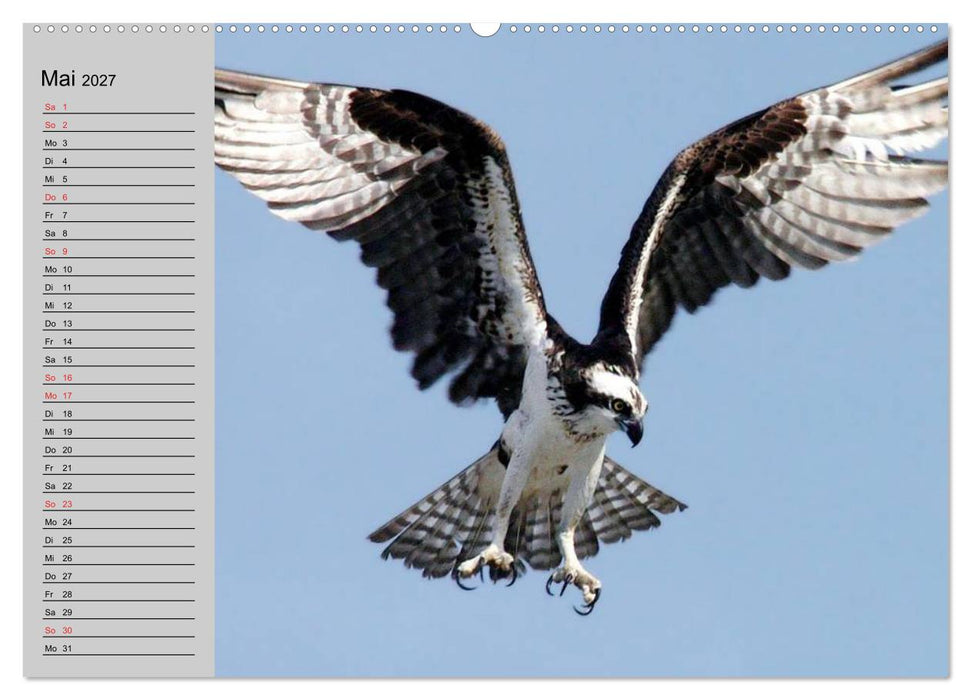Falken und Greifvögel - Edle Jäger (CALVENDO Premium Wandkalender 2027)