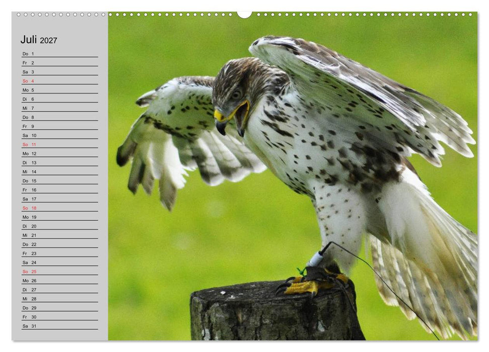 Falken und Greifvögel - Edle Jäger (CALVENDO Premium Wandkalender 2027)