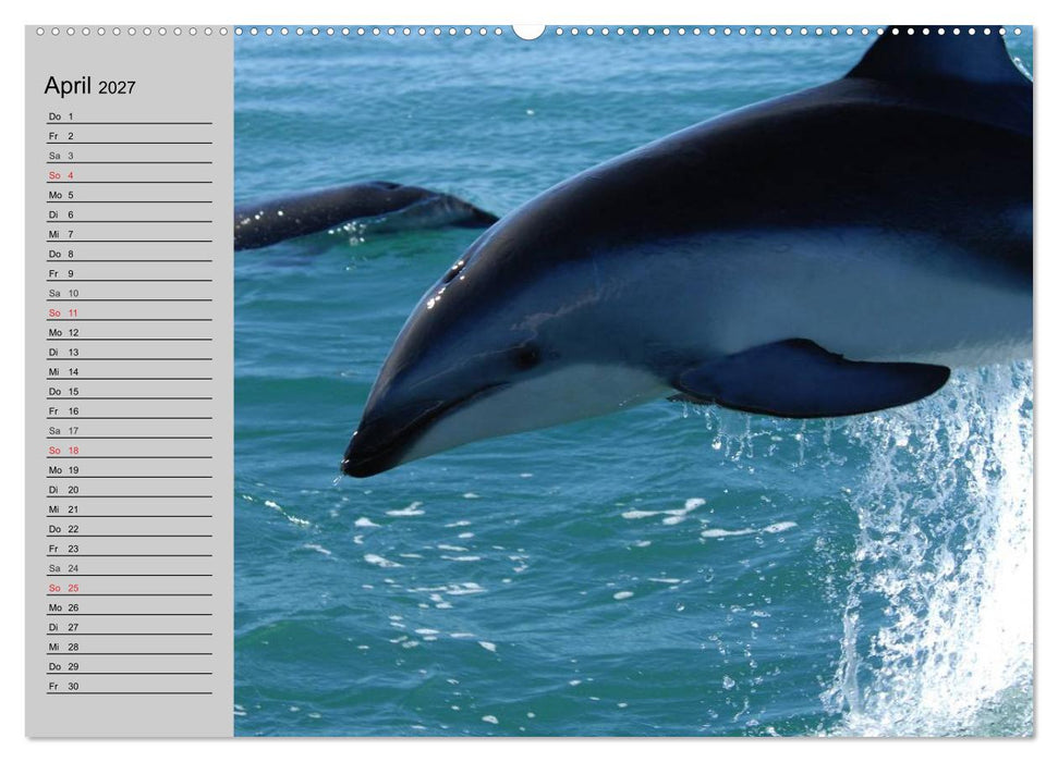 Delfine und Wale (CALVENDO Wandkalender 2027)