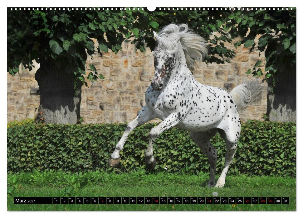 Traumpferde - Fürstliche Hofreitschule Bückeburg (CALVENDO Wandkalender 2027)