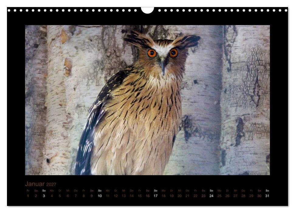 Eulen und Käuze (CALVENDO Wandkalender 2027)
